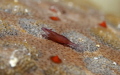   Red Sea star mouse Shrimp during night dive  